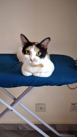 Calico Girl - Domestic Short Hair Cat