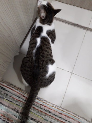 Sardin - Domestic Short Hair Cat