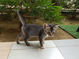 Yuzu - Domestic Short Hair Cat