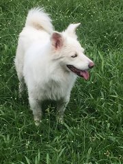 Casper - Samoyed Dog