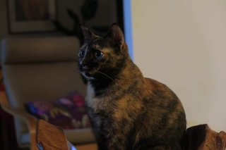 Bindi - Tortoiseshell Cat