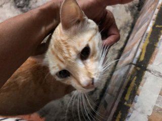 Looking For Fosterer - Domestic Short Hair Cat