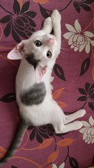 Yuno - Domestic Short Hair Cat