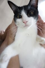 Oreo - Domestic Short Hair Cat