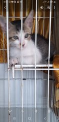 Fara And Faye - Domestic Medium Hair Cat