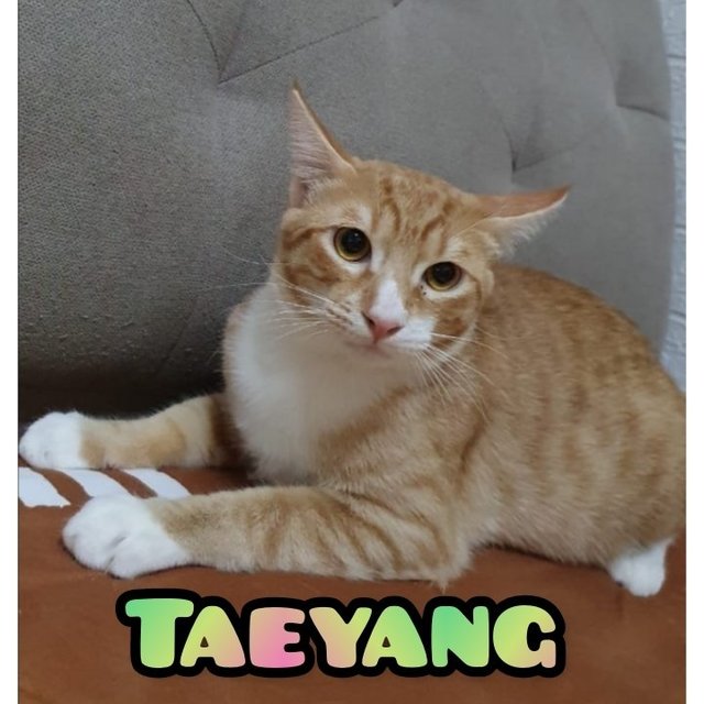 Taeyang - Tabby Cat