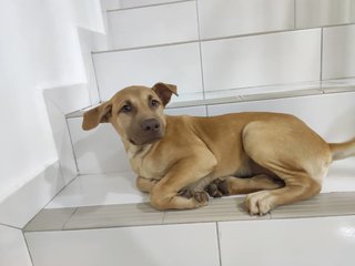 Jersey - Mixed Breed Dog