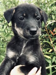 Akemi - Australian Kelpie Dog