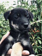 Akemi - Australian Kelpie Dog