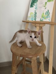 Luna (Moly, Mylo, Pixie, Gingie) - Domestic Short Hair Cat
