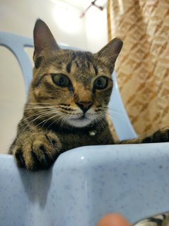Barrell - Domestic Short Hair Cat