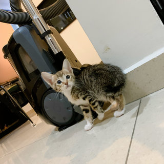 Mi - Domestic Short Hair Cat