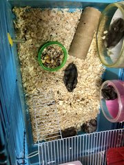 My Hamsters🤍 - Short Dwarf Hamster Hamster