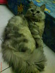 Omey - Persian Cat