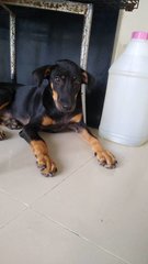 Cindy❤️ Urgent Adoption - Mixed Breed Dog