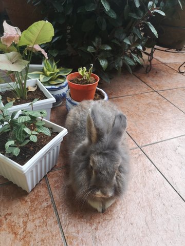 Dolly - Bunny Rabbit Rabbit