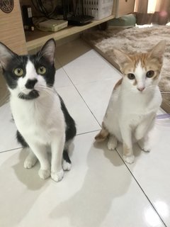 Trevor &amp; Neville - Domestic Short Hair Cat