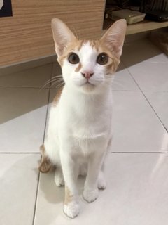Trevor &amp; Neville - Domestic Short Hair Cat