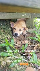 Lucky, Happy And Smokey  - Mixed Breed Dog