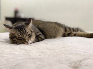 Rusty &amp; Rio - Domestic Medium Hair Cat