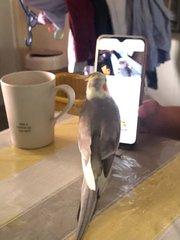 Danny - Cockatiel Bird