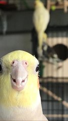 Danny - Cockatiel Bird