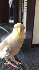 Danny - Cockatiel Bird