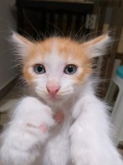 Moo, Adik &amp; Oyen  - Domestic Short Hair Cat