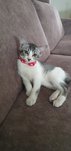 Juju The Cutiepie - Domestic Medium Hair Cat