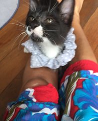 Jasper - Tuxedo Cat