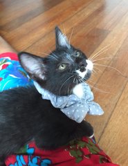 Jasper - Tuxedo Cat