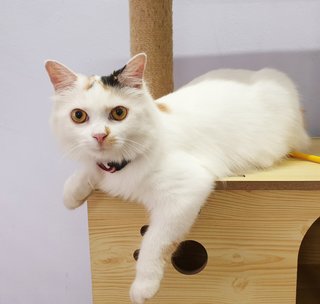 Sonia - Domestic Medium Hair Cat
