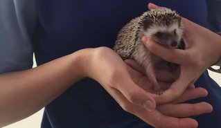 Pupa - Hedgehog Small & Furry