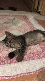 Kitten Triplets - Domestic Short Hair Cat