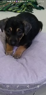 Gideon And Brownie  - Mixed Breed Dog