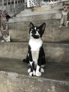 Black and white boy is the most outstanding tuxedo coat. He steals the limelight :)
