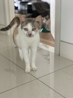 Goldie - Domestic Medium Hair Cat