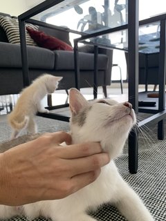 Loves chin scratches 