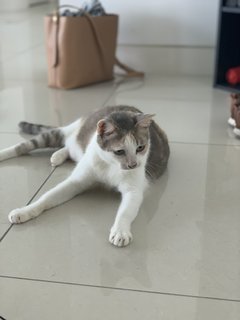 Goldie - Domestic Medium Hair Cat