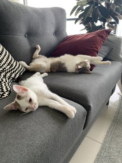 These two are the queens of cat naps!