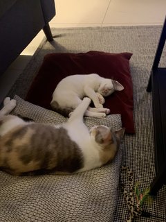 You can find Goldie & Aurora cuddling every night