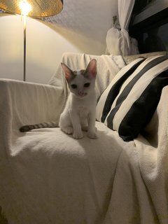 Aurora - Domestic Medium Hair Cat