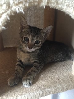 Pipkin - Tabby + Domestic Short Hair Cat