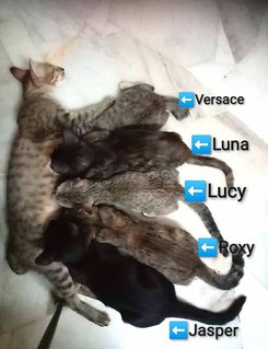 Versace, Luna, Lucy, Roxy（adopted)  - Domestic Short Hair Cat