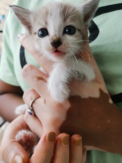 Nala, Simba, Cookie, Oreo - Domestic Medium Hair Cat