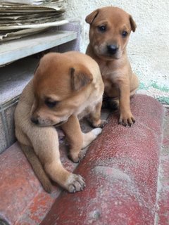 Polo - Mixed Breed Dog