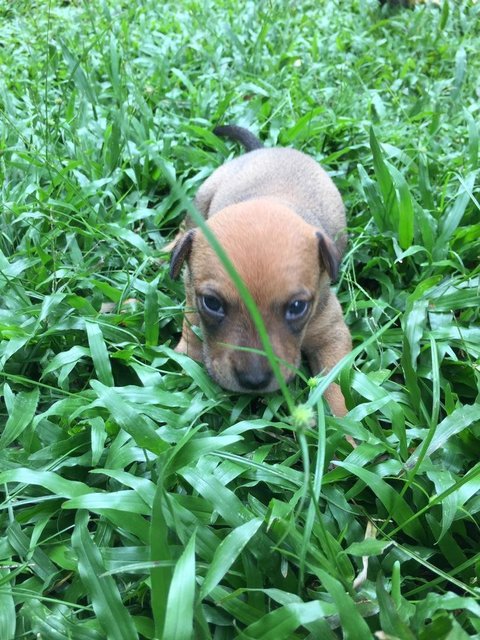 Peache  - Mixed Breed Dog