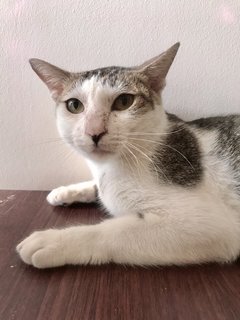 Linus - Domestic Short Hair Cat