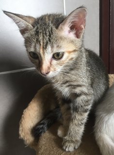 Mishkin - Siamese + Domestic Medium Hair Cat