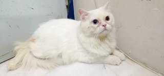 Mongkok - Persian + Turkish Van Cat